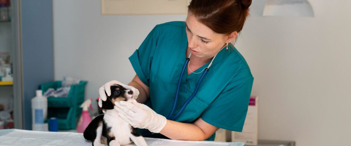 Encontre O Melhor Dermatologista Veterinário No Jardins, Sp 1 Veterinário Dermatologista Para Cães Em Moema, Sp: Onde Encontrar