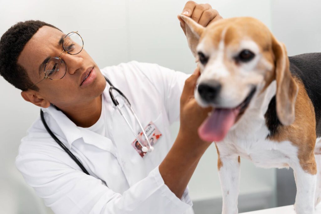 Veterinário Dermatologista Alergia em Pele de Cachorro