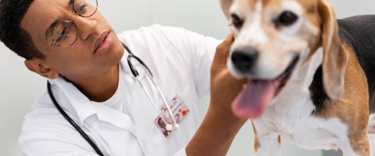 Veterinário Dermatologista Alergia Em Pele De Cachorro