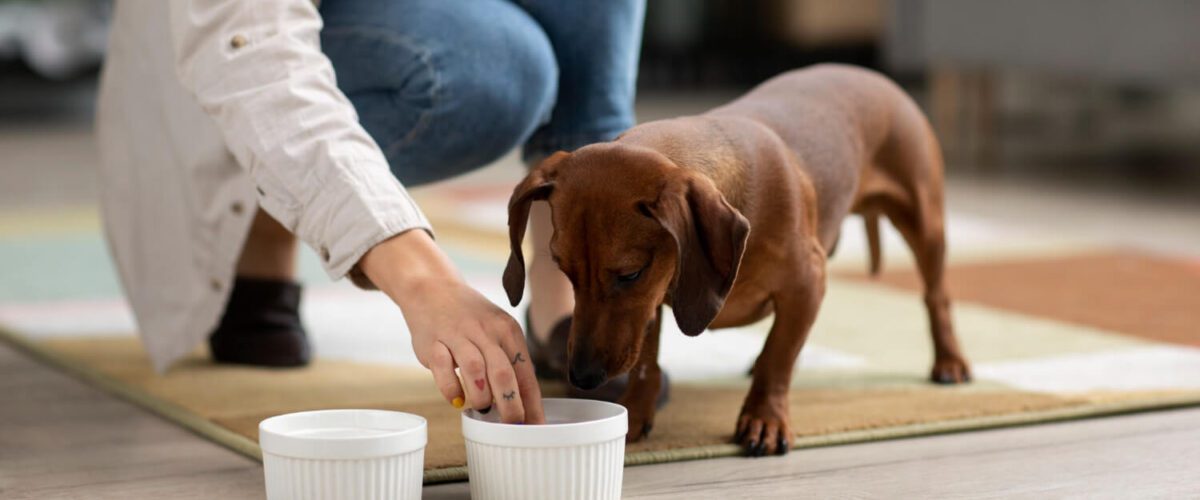 Alergia Alimentar Em Pets Alergias Alimentares Em Cães