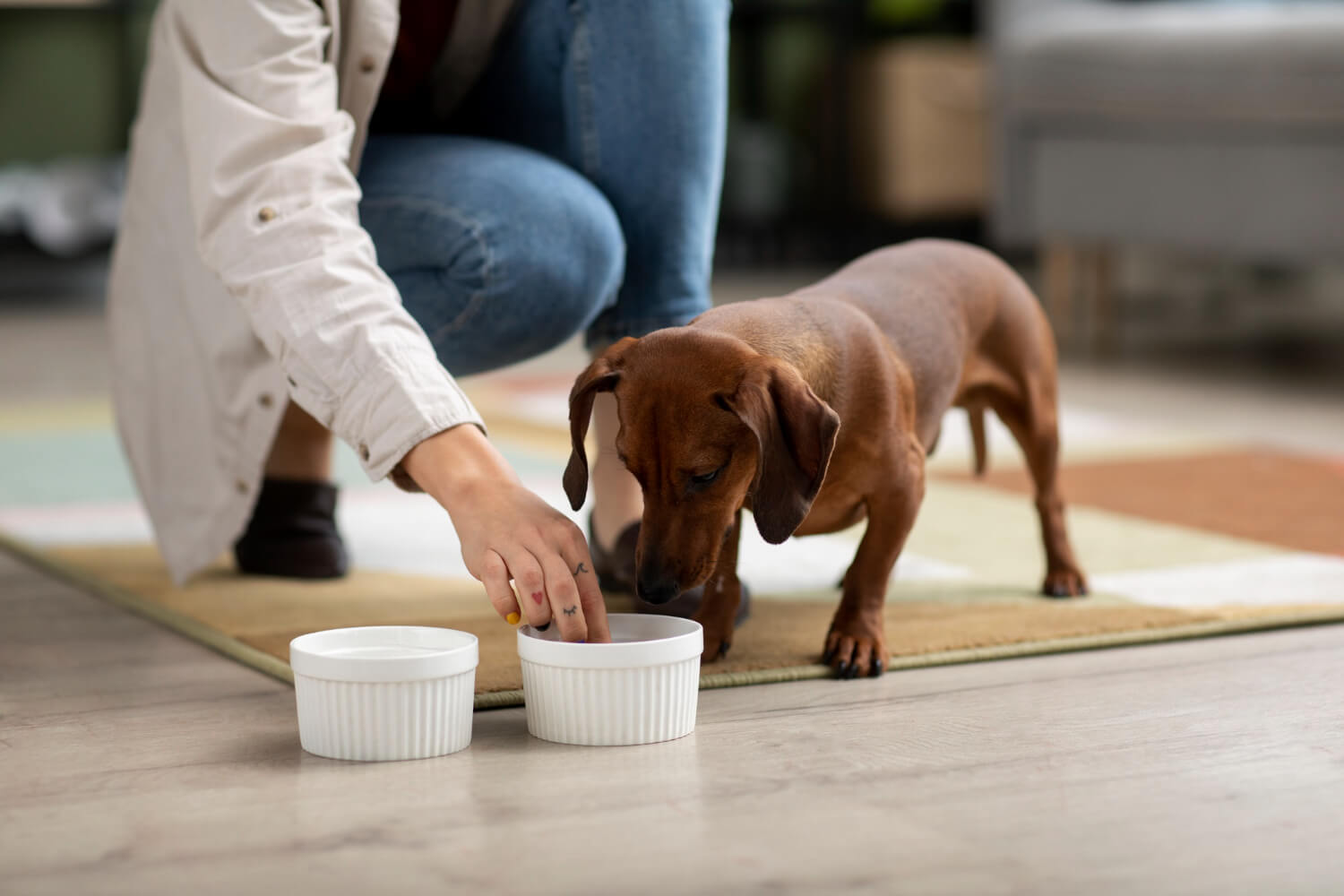 Como Promover O Bem-Estar Do Seu Cão Com Hábitos Saudáveis E Rotina Adequada 1 Alergia Alimentar Em Pets Alergias Alimentares Em Cães