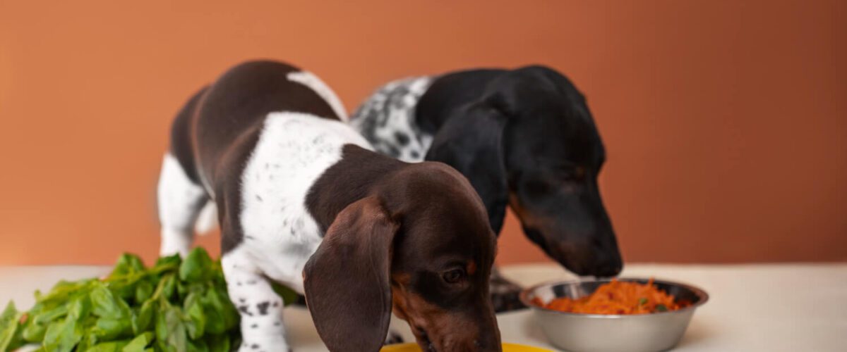 Tratamento De Alergias Em Cães: Guia Completo Para Donos 3 Alergias Alimentares Alergia Alimentar Em Pets Bem-Estar Canino