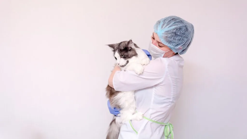 Cuidado Com A Pele De Gatos: Dicas Práticas Para Evitar Alergias E Coceiras 2 Dermatologista Veterinário Dermatologista Para Pets