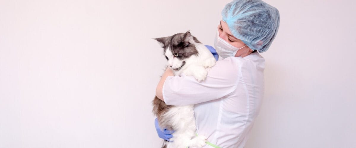 Dermatologista Veterinário Dermatologista Para Pets