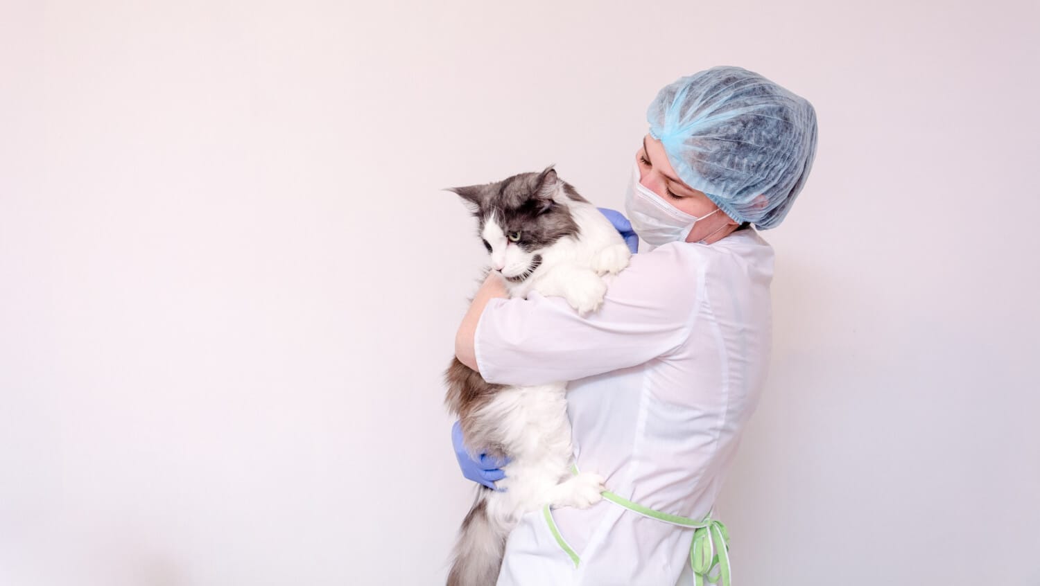 Dermatologista Para Pets: Saiba Como Escolher O Melhor Cuidado Para Seu Animal 1 Dermatologista Veterinário Dermatologista Para Pets