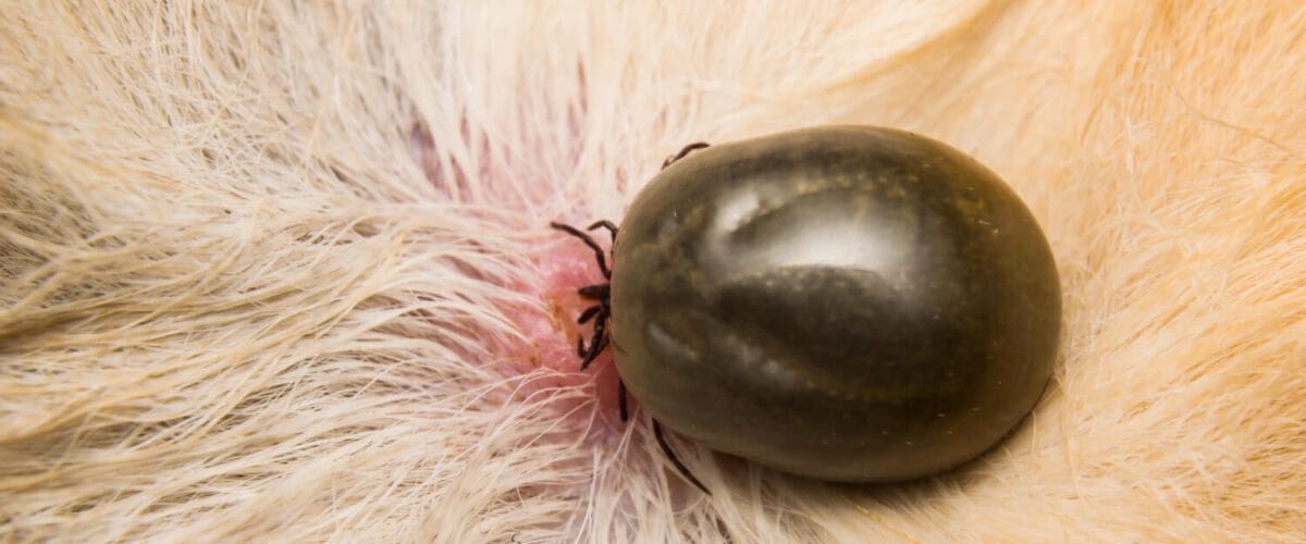 Dermatite Por Pulgas