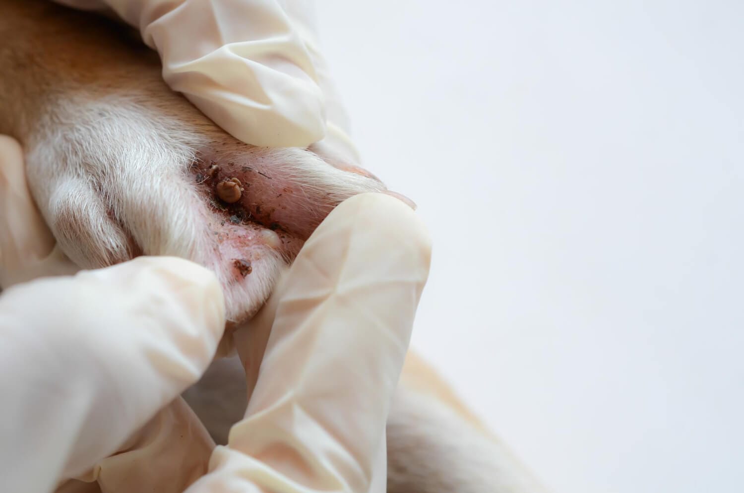 Dermatite Por Pulgas: Causas E Soluções Para Garantir O Bem-Estar Do Seu Pet 1 Dermatite Por Pulgas