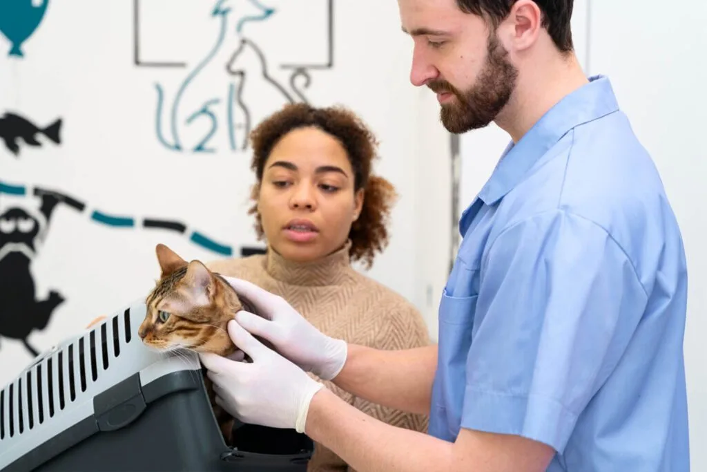 Cuidado Com A Pele De Gatos: Dicas Práticas Para Evitar Alergias E Coceiras 3 Infecções Fúngicas