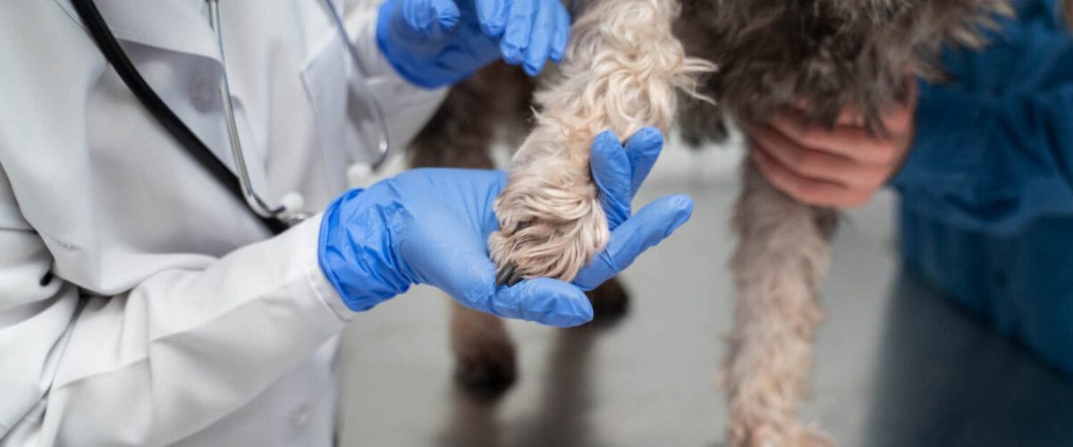 Infecções Bacterianas Secundárias Em Pets: Como Identificar E Tratar Com Segurança 1 Infecções Fúngicas