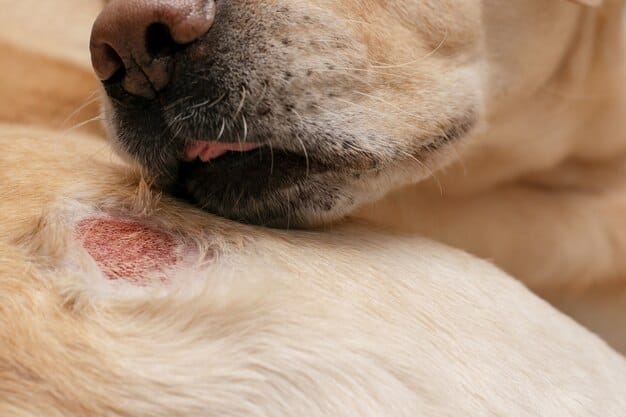 Dermatite Em Pets: Causas Comuns E Tratamentos Que Funcionam 3 Cachorro Com Alergia Na Pele