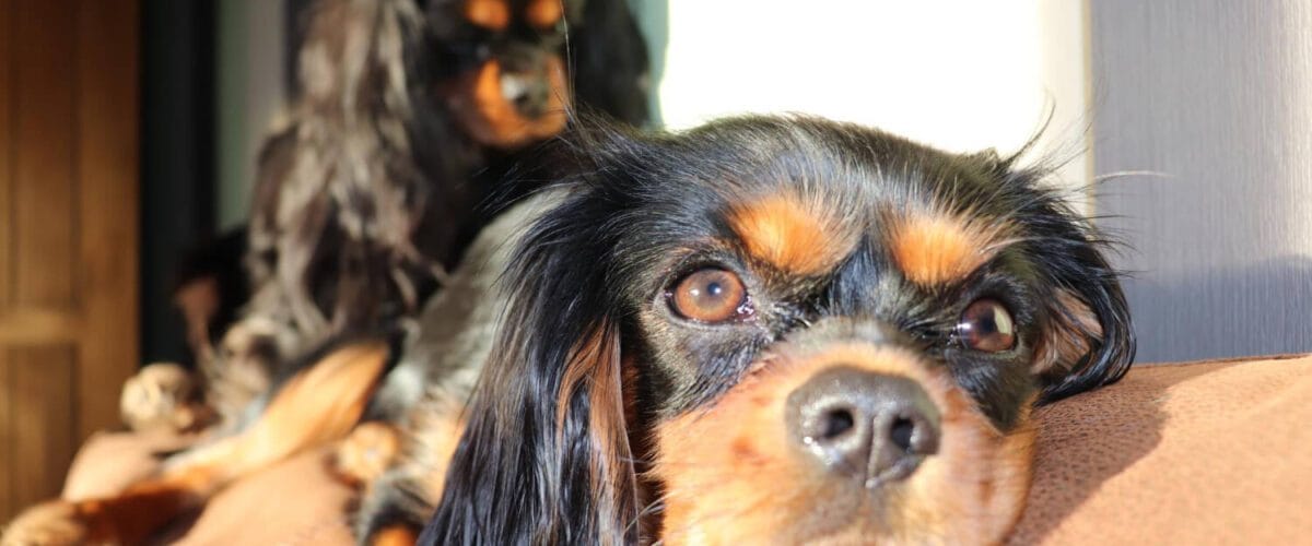 Coceira Nos Olhos Hiperplasia Linfoide