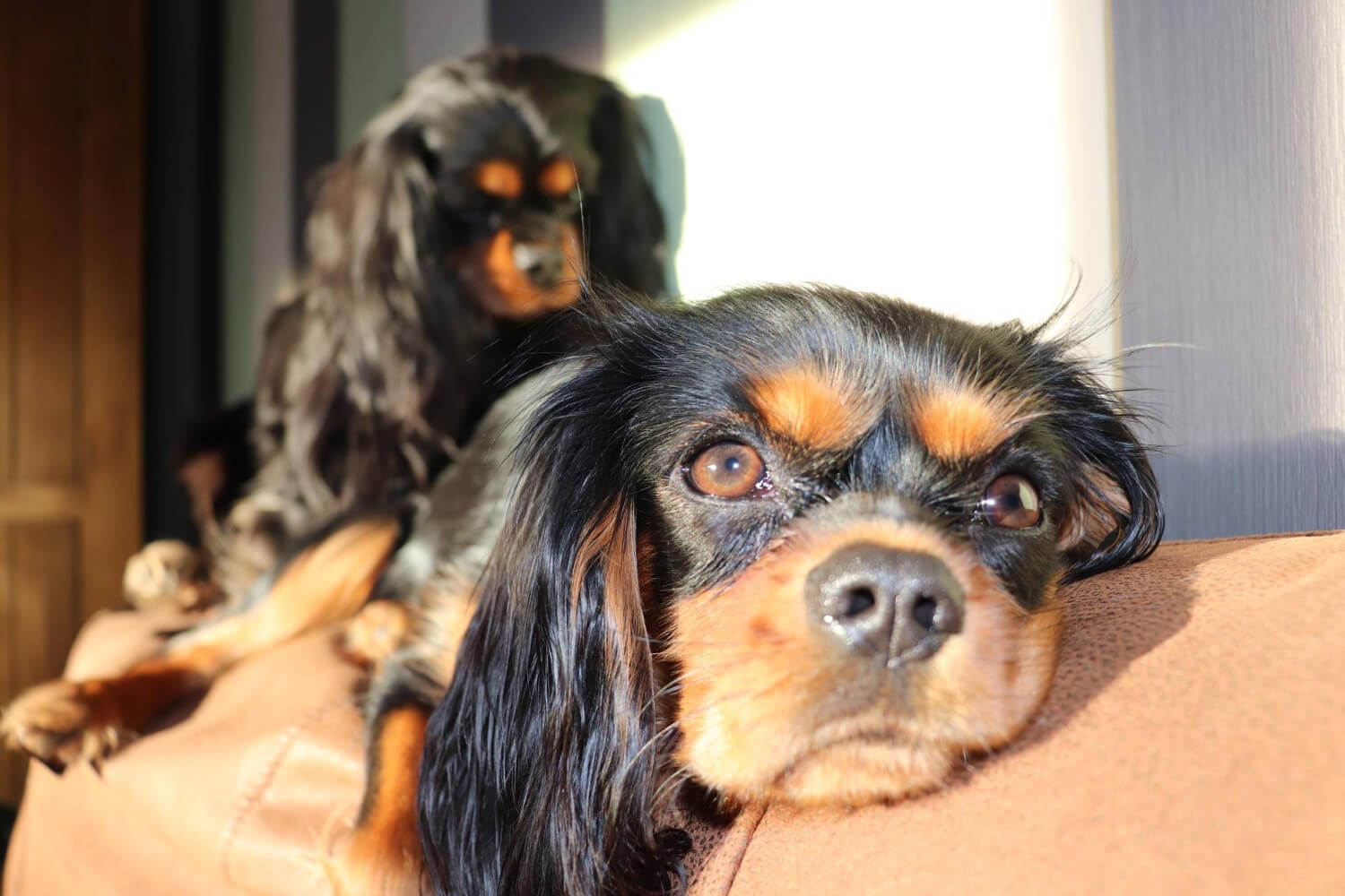 Coceira Nos Olhos Hiperplasia Linfoide