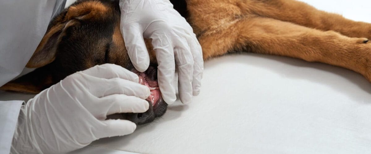 Cistos Sebáceos Em Cães E Gatos