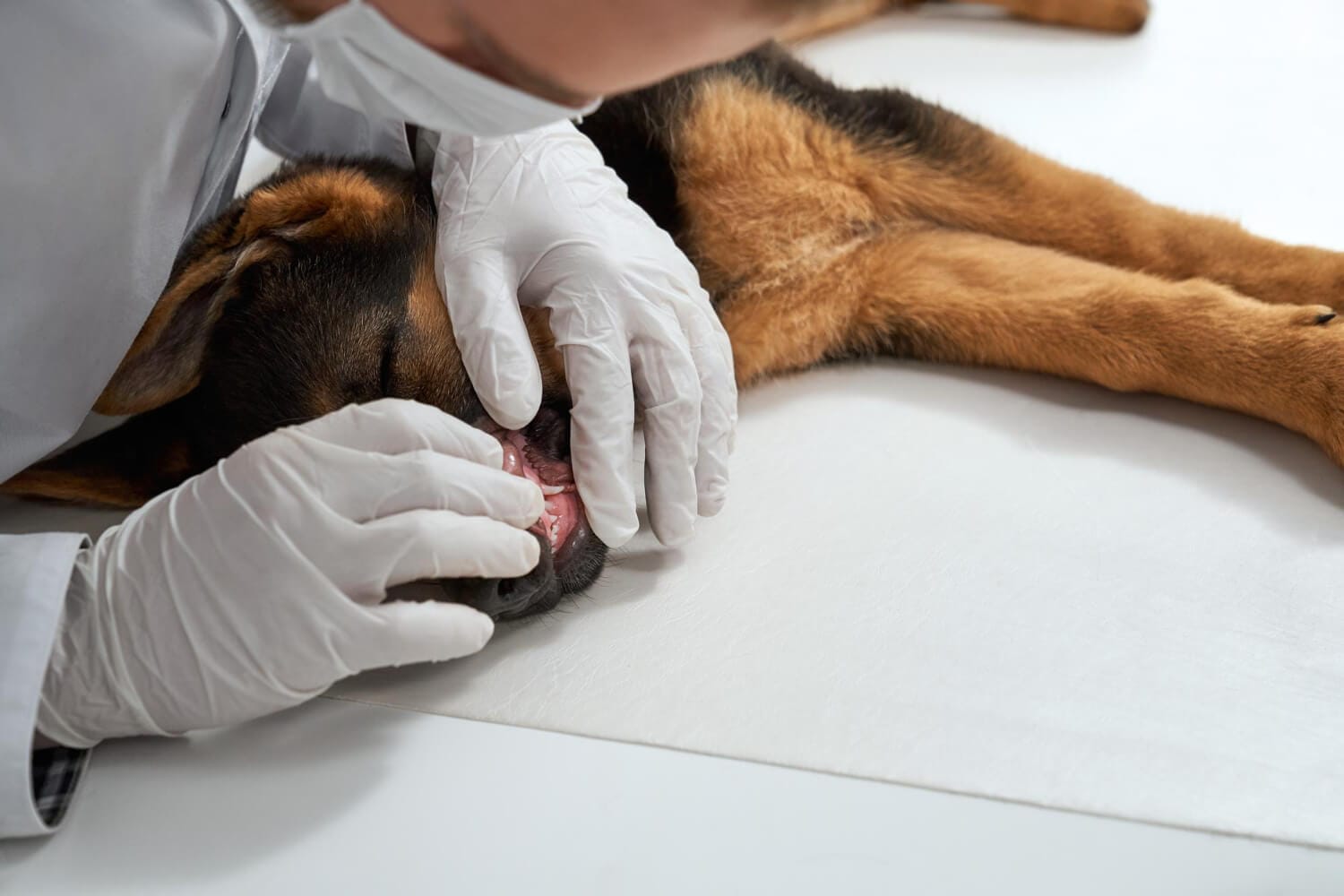 Hiperplasia Linfoide Em Pets: O Que É E Como Tratar Com Sucesso 1 Cistos Sebáceos Em Cães E Gatos