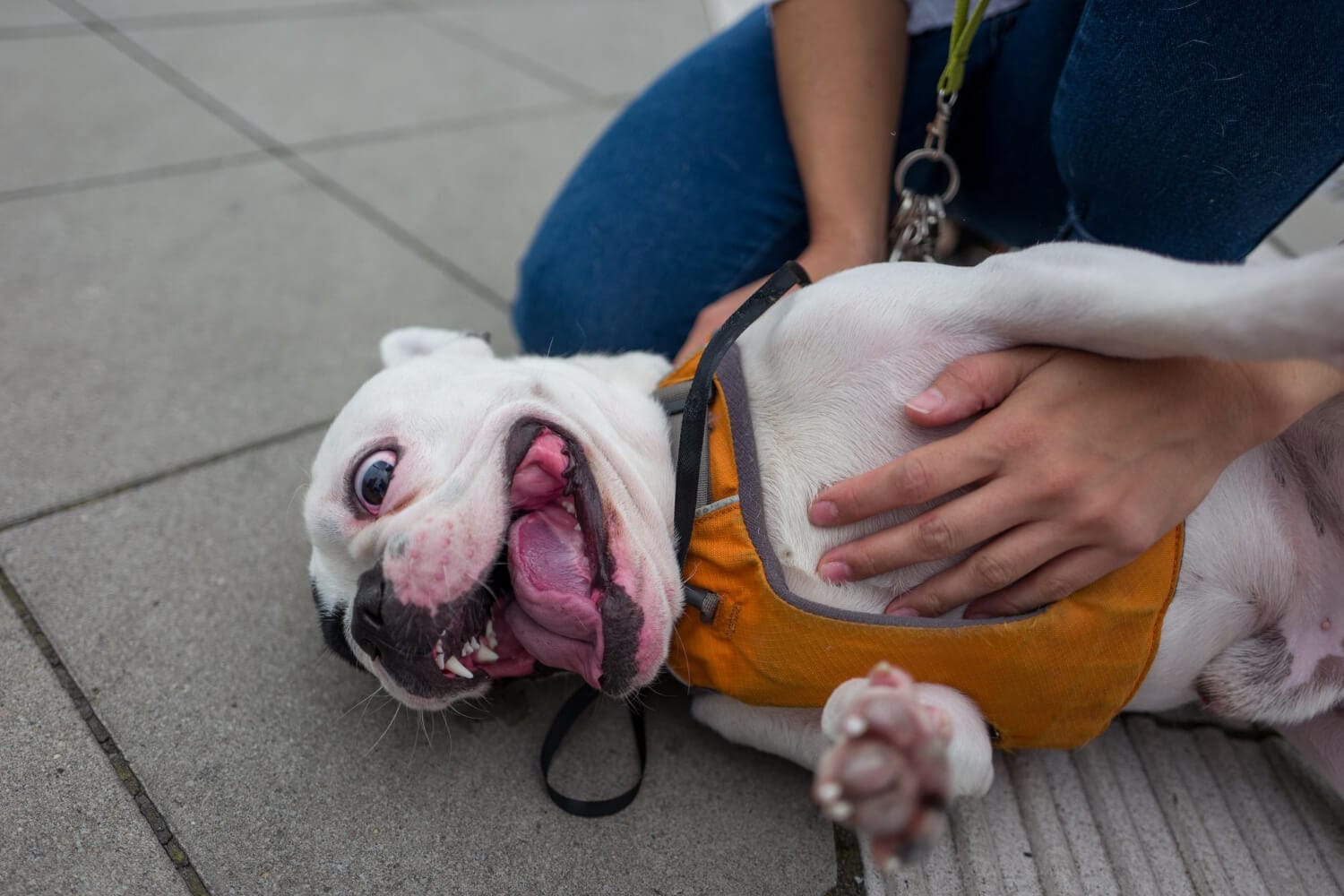 Prurido Em Cães Coceira