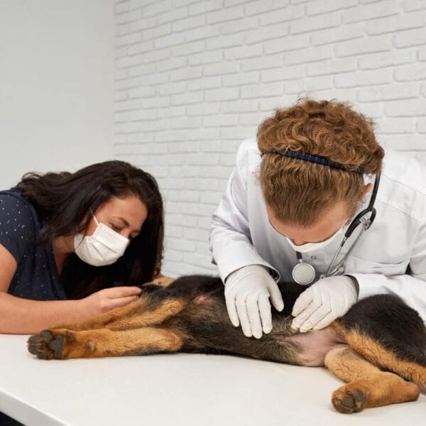 Petderma-Purido-Em-Caes.2 Prurido Em Cães Dermatite Em Pets