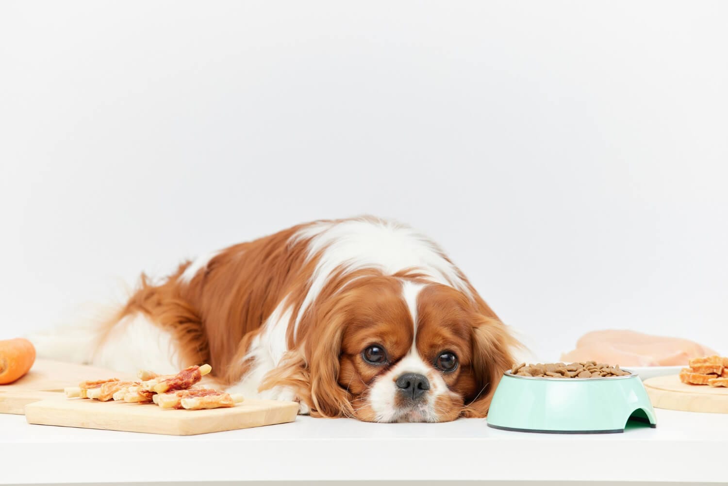 Como Saber Se A Comida Do Seu Pet Está Causando Problemas De Pele 1 Alergias Alimentares Alimentação