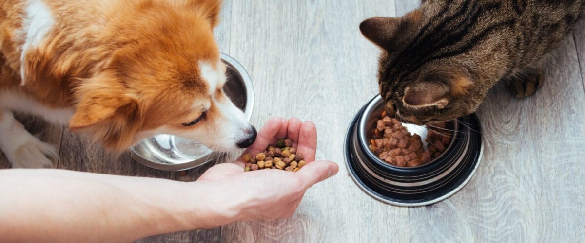 Alimentação Ideal Para Seu Pet: O Impacto Direto Na Saúde Da Pele 1 Alimentação Do Seu Pet