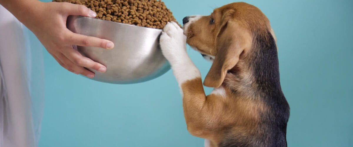 Alimentação Do Seu Pet