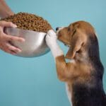 Alimentação Do Seu Pet