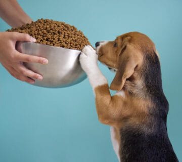 Alimentação Do Seu Pet