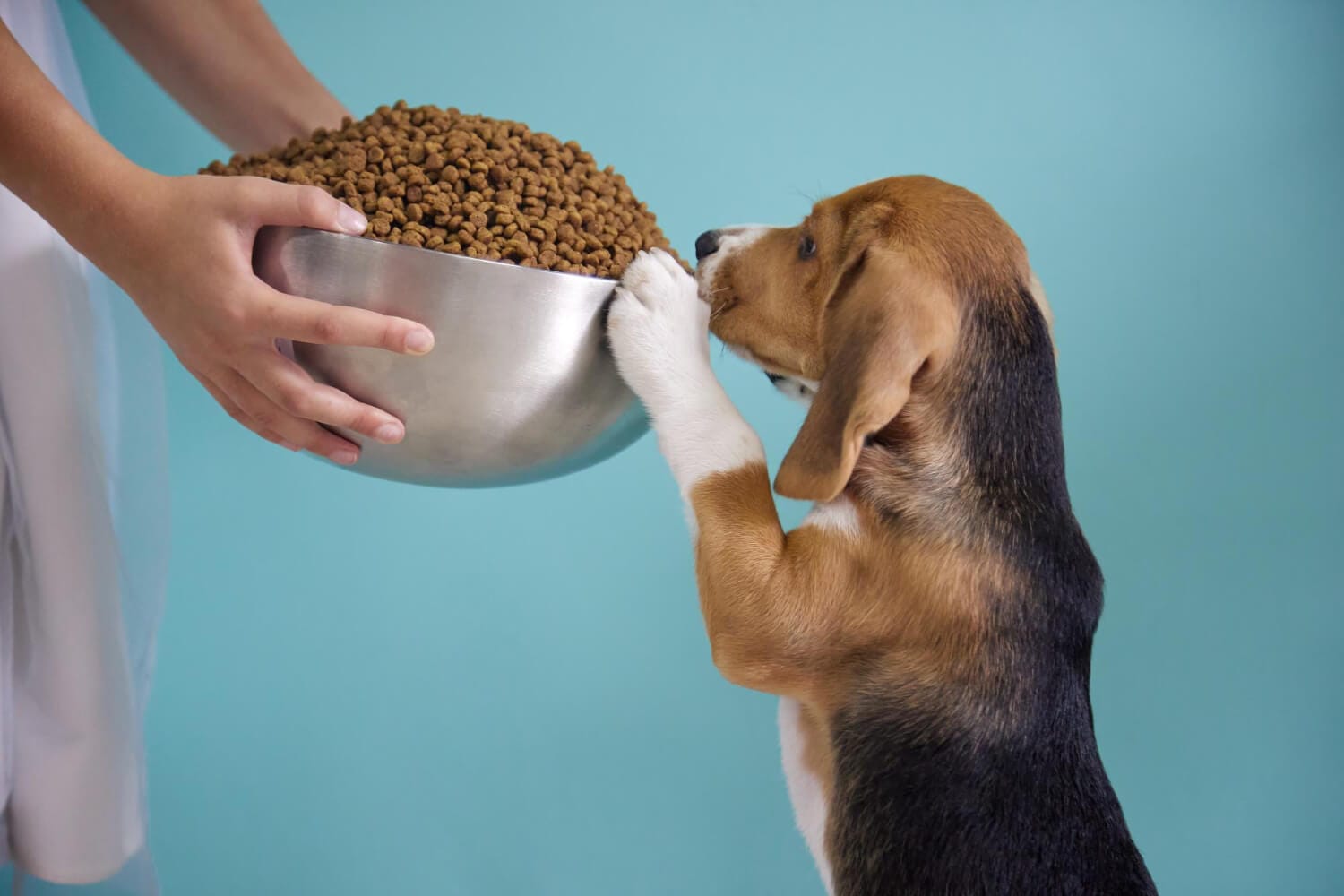 Alimentação Do Seu Pet