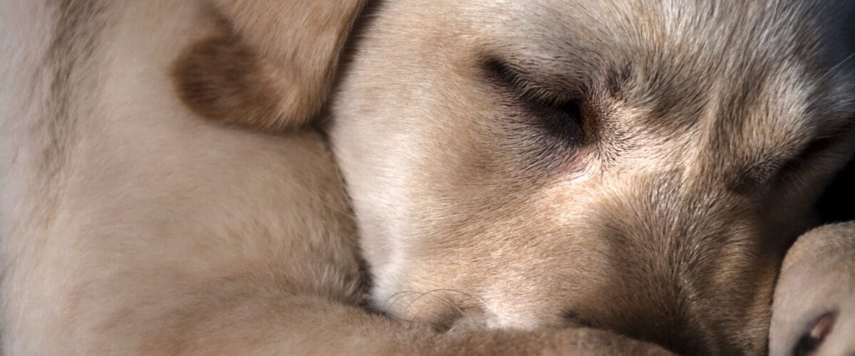 Dermatite Atópica Em Pets Dermatite Alérgica