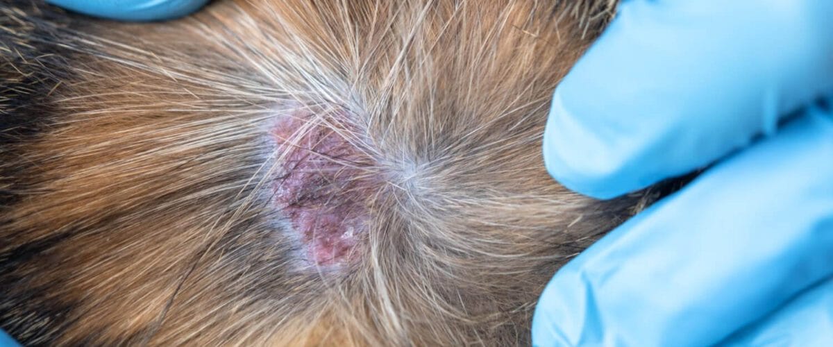 Dermatite Atópica Em Pets