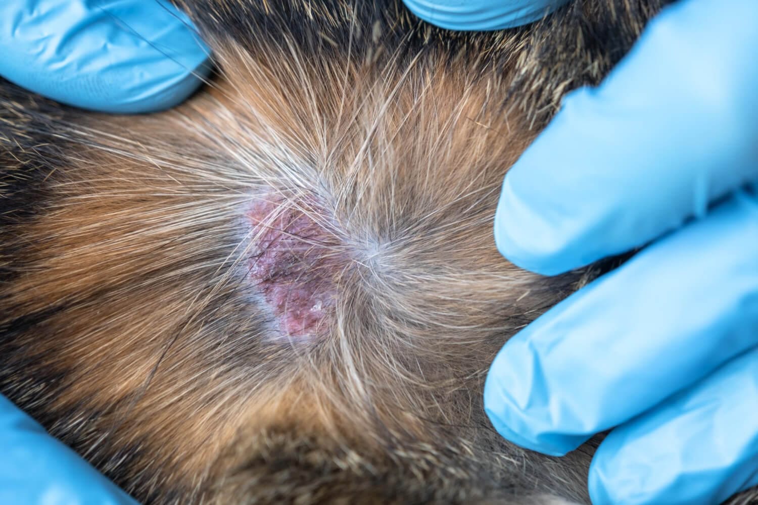 Dermatite Atópica Em Pets