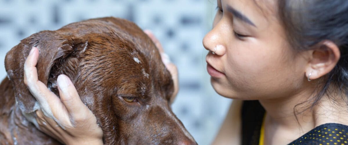 Dermatite Atópica Em Pets Pelagem