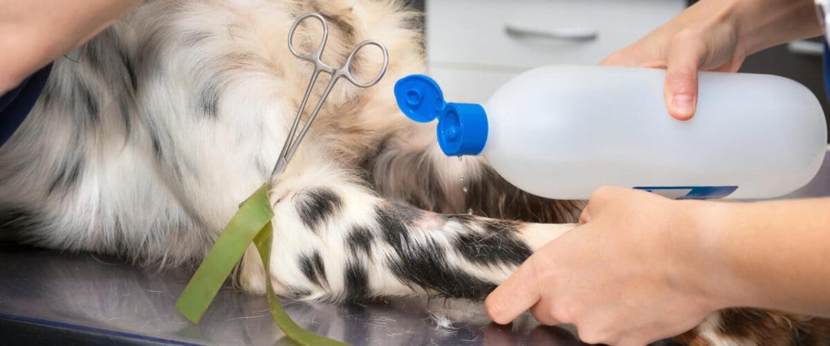 Hidratação Da Pele Em Cães E Gatos Hipersensibilidade