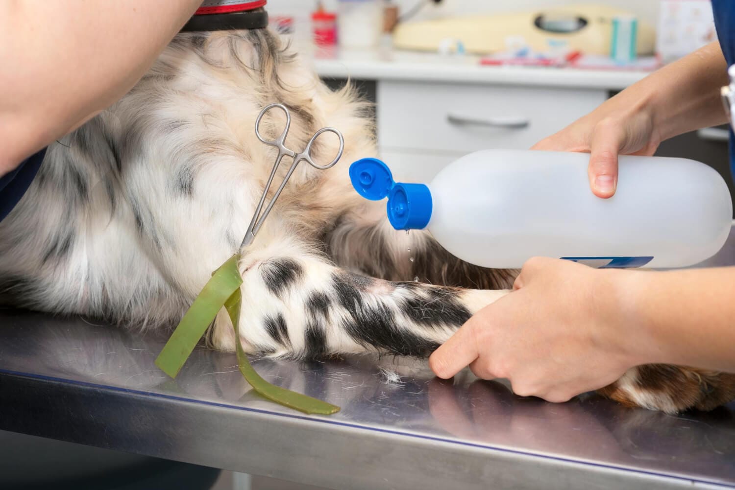 Remédio Caseiro Para Dermatite Canina: Tudo O Que Você Precisa Saber 1 Hidratação Da Pele Em Cães E Gatos Hipersensibilidade