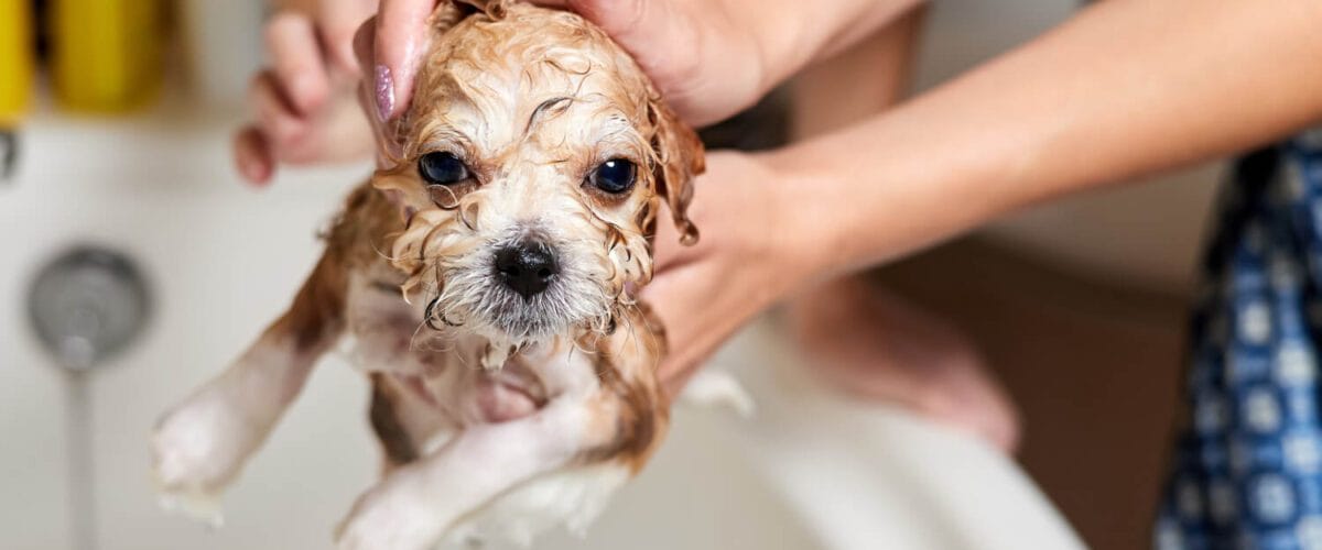 Hidratação Da Pele Em Cães E Gatos