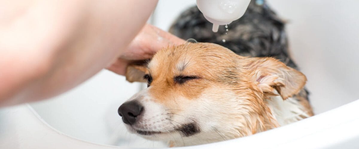 Hidratação Da Pele Em Cães E Gatos