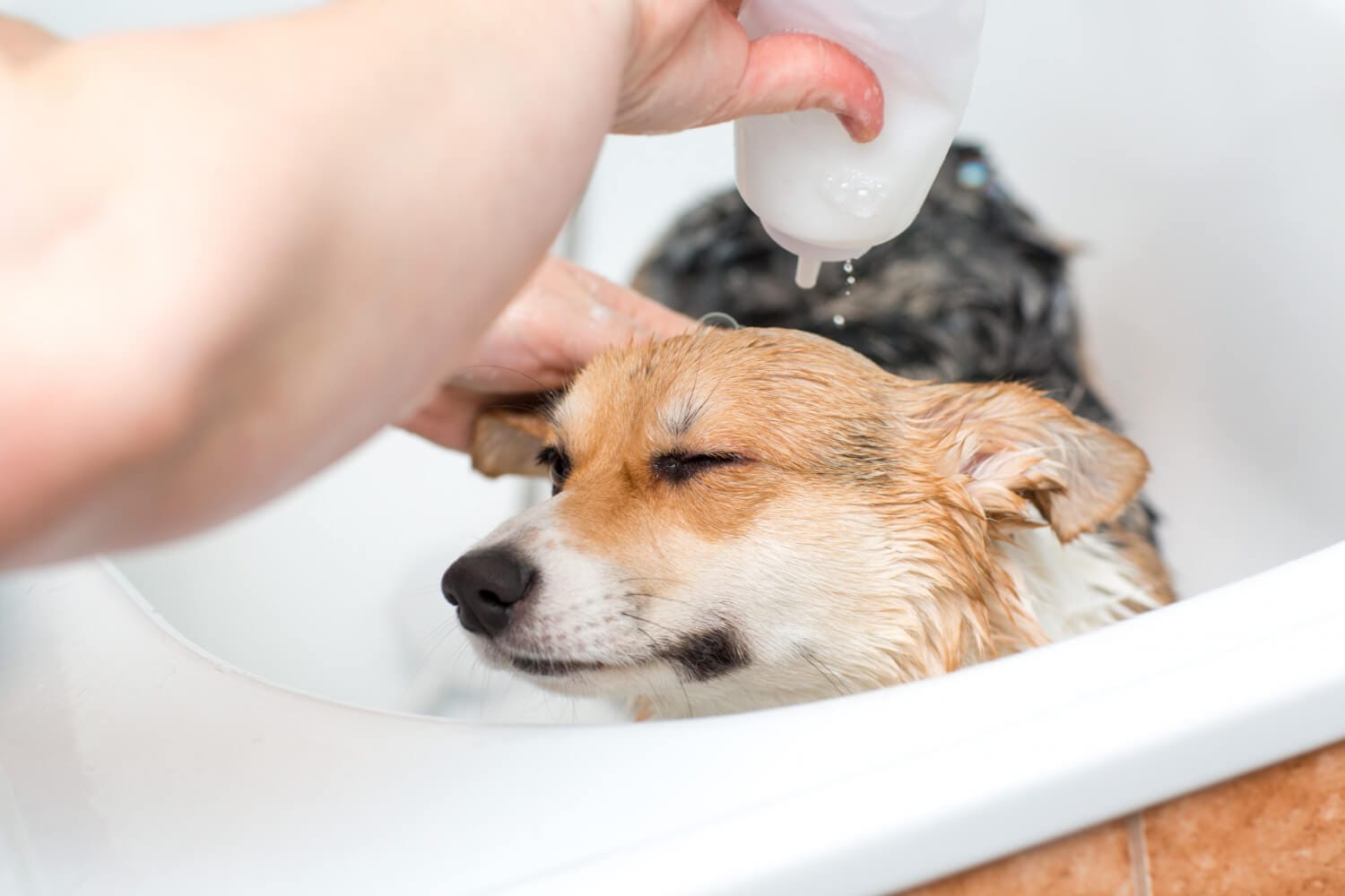 A Importância Da Hidratação Para A Saúde Da Pele Do Seu Pet 1 Hidratação Da Pele Em Cães E Gatos