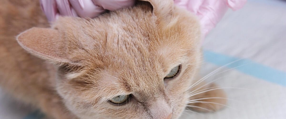 Hidratação Da Pele Em Cães E Gatos Dermatologia Veterinária