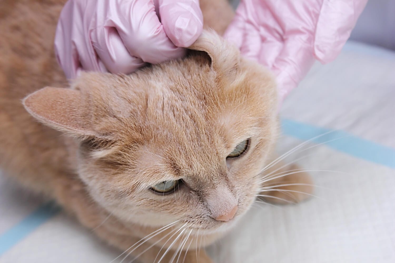 Hidratação Da Pele Em Cães E Gatos Dermatologia Veterinária