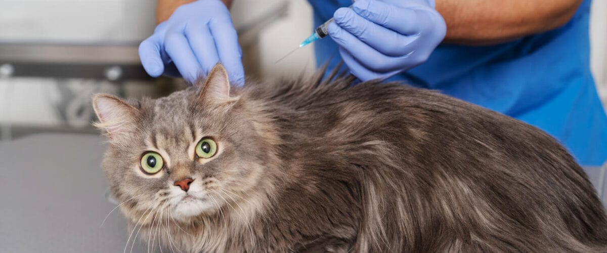 Infecções Bacterianas Exames