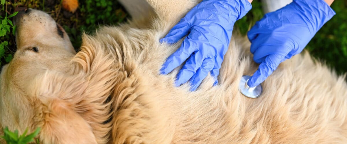 Infecções Bacterianas Eczemas