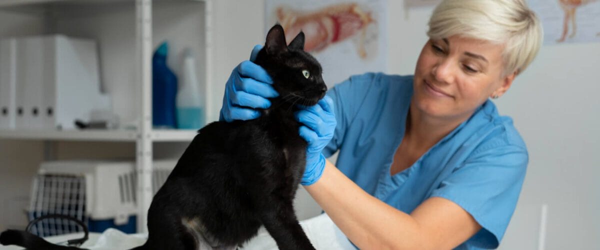 Dermatologista Veterinário