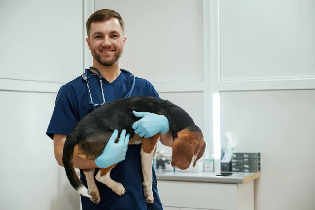 Doenças De Pele Em Cães E Gatos: As Mais Comuns E Como Tratar 4 Dermatologista Veterinário Dermatologia Veterinária