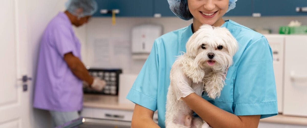 Como Saber Se Seu Pet Precisa De Um Dermatologista Veterinário 7 Exames Dermatológicos Dermatologista Veterinário Dermatite Alérgica