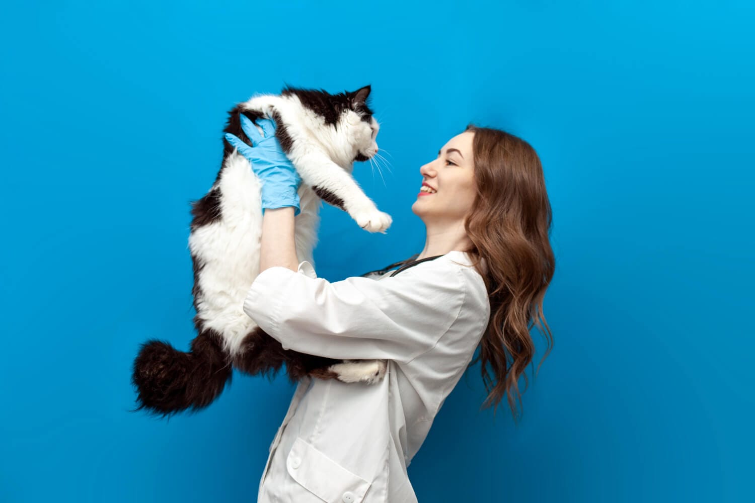 Dermatologista Veterinário Dermatologia