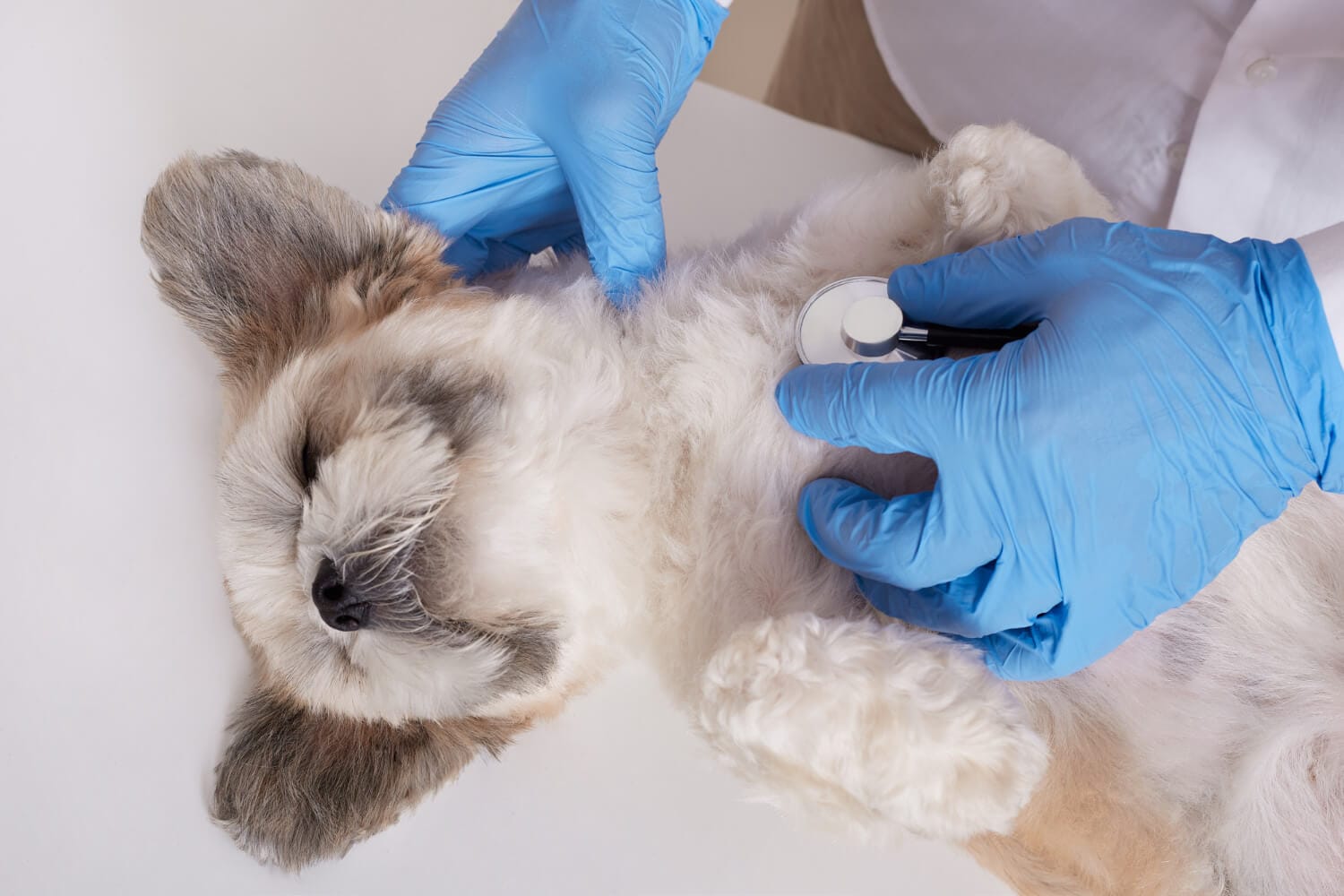 Bem-Estar Dos Animais De Estimação: Como Garantir Uma Vida Saudável E Feliz Para Seu Pet 1 Micose Em Pets