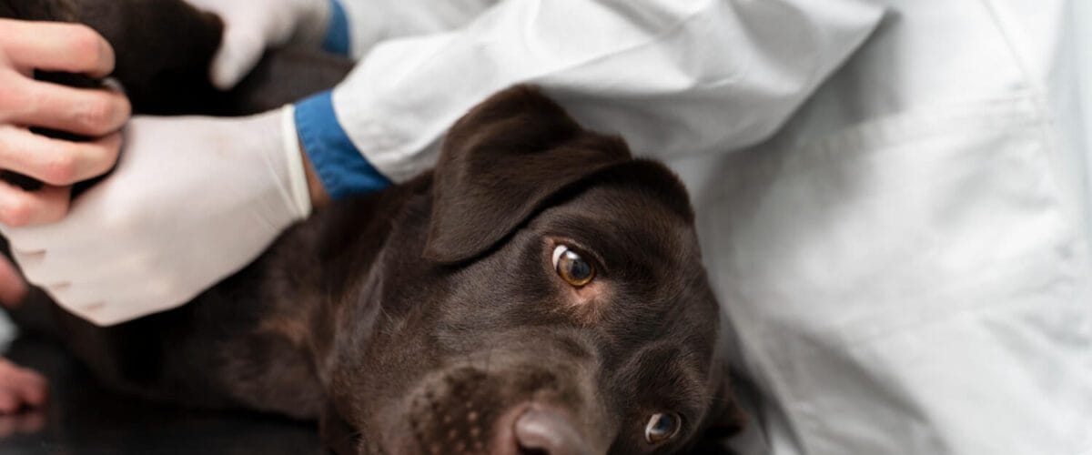 Saúde Dermatológica Do Pet: A Importância De Exames Histológicos 3 Doenças Dermatológicas Coceira