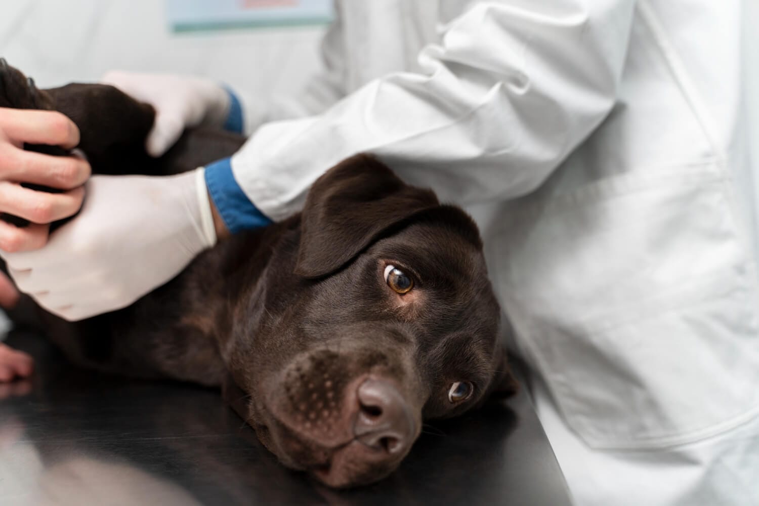 Exames Dermatológicos: Por Que São Essenciais Para O Seu Cão? 1 Doenças Dermatológicas Coceira
