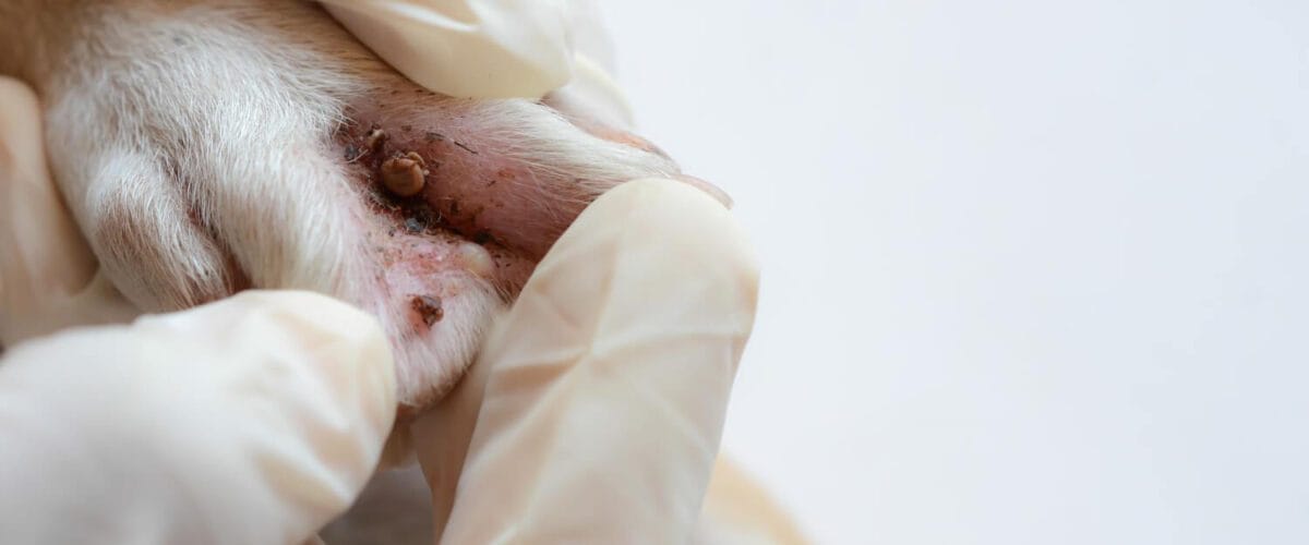 Doenças Dermatológicas