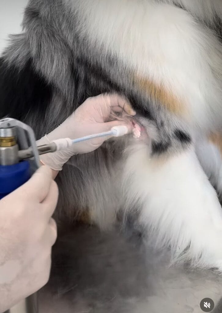 Descubra Os Principais Exames Dermatológicos Para A Saúde Do Seu Pet 2 Exames Dermatológicos