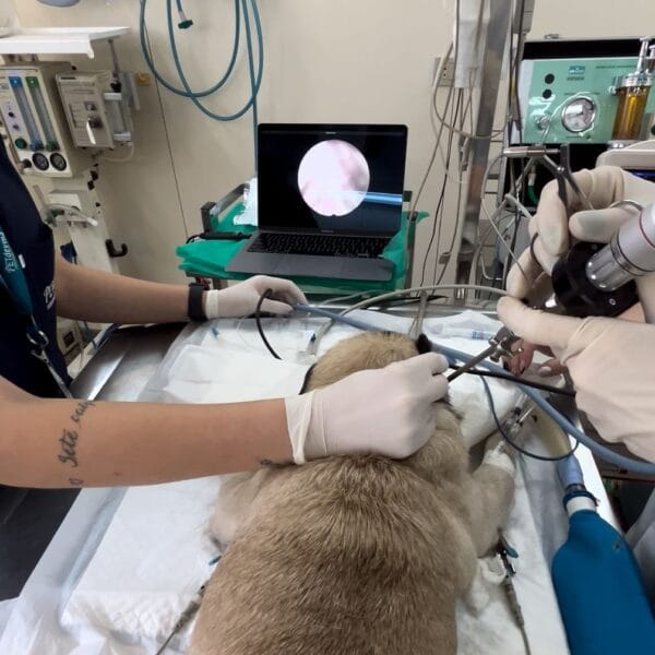 Otoendoscopia Otoendoscopia