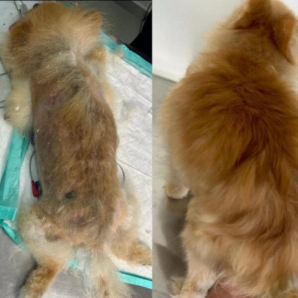 Microagulhamento Microagulhamento